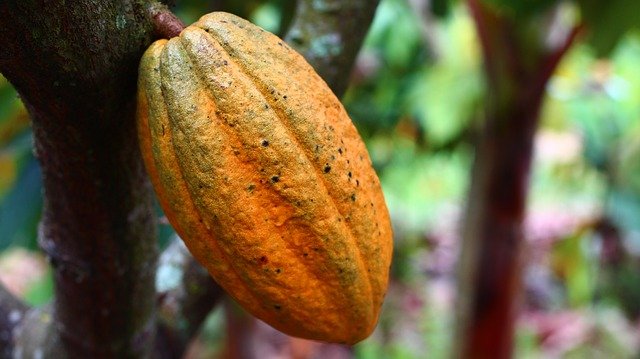 Cocoa Beans