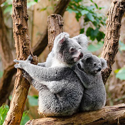 koala