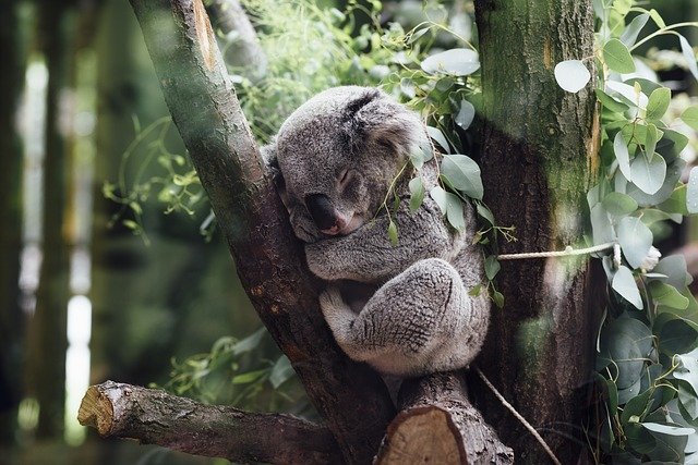 Sleepy Koala