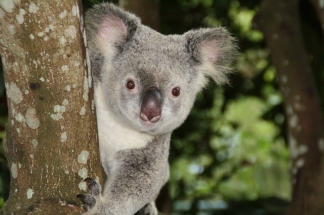 Cutie Koala