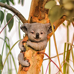 koala