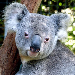 koala
