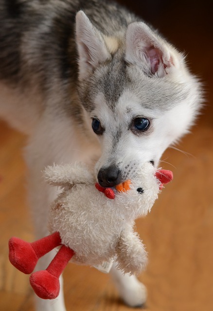 Klee Kai