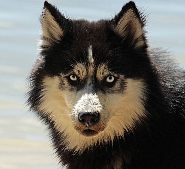 Malamute