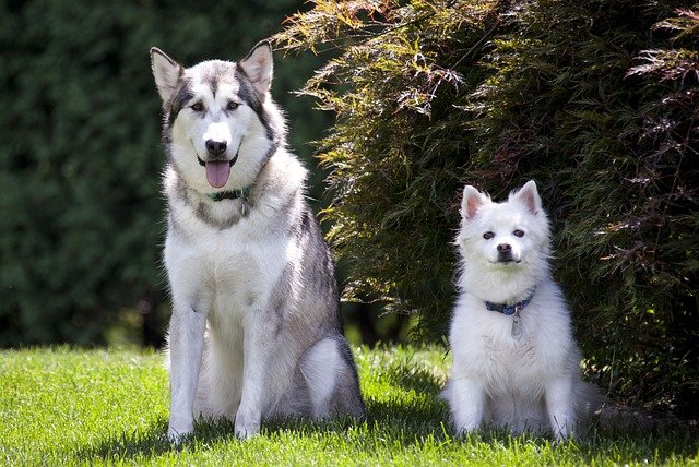 Malamutes